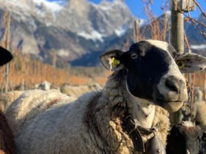 Schafe im feld 5 2020